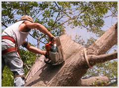 Alphabet Tree Removal Mobile Ads